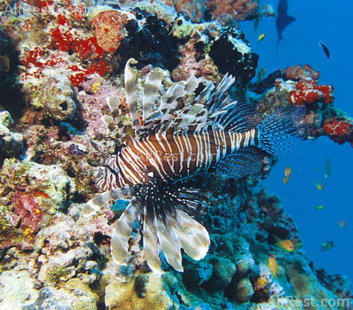 Kurumba Village 70